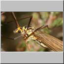 Nephrotoma sp - Schnake w05c.jpg